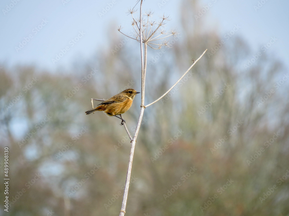 beautiful stonechat perched on the stem of hogweed beautiful stonechat perched on the stem of hogweed