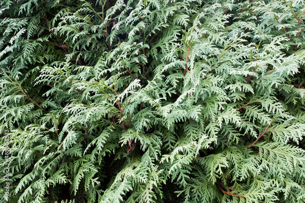Natural background of young thuja branches. Backdrop from green thuja branches for design or project, for publication, poster, calendar, post, screensaver, wallpaper, postcard, banner, cover, website Natural background of young thuja branches. Backdrop from green thuja branches for design or project, for publication, poster, calendar, post, screensaver, wallpaper, postcard, banner, cover, website