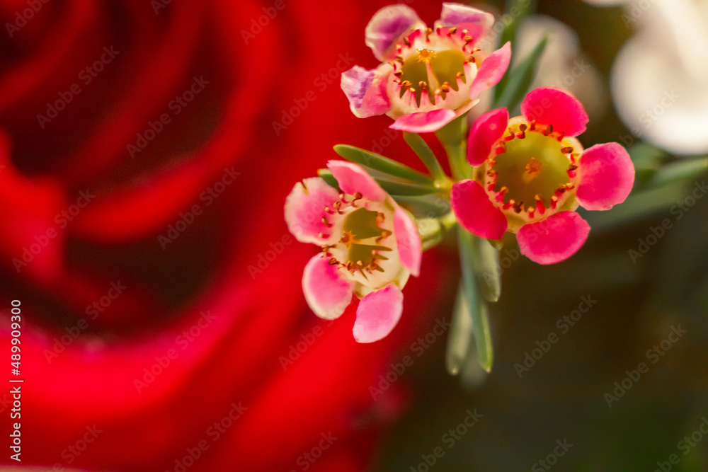 Obraz premium Pink Geraldton Wax against the background of scarlet roses in a bouquet. Concept for women's day, coming of age, engagement, wedding, Valentine's Day