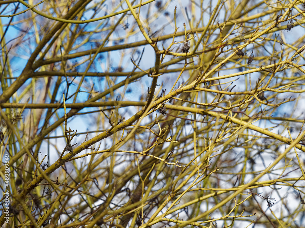 Cornouiller stolonifère 'Flaviramea' ou Cornus stolonifera. Arbuste aux rameaux dressés au bois de teinte flamboyante jaune-vert vif Cornouiller stolonifère 'Flaviramea' ou Cornus stolonifera. Arbuste aux rameaux dressés au bois de teinte flamboyante jaune-vert vif
