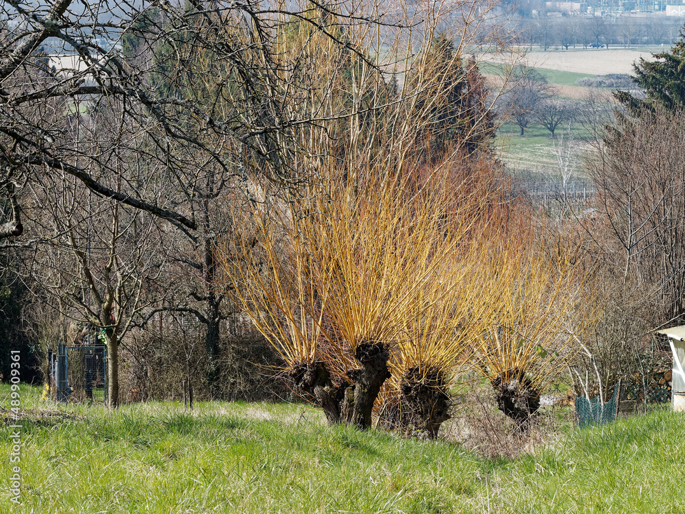 Cornus stolonifera Flaviramea - cornouillers à bois jaune