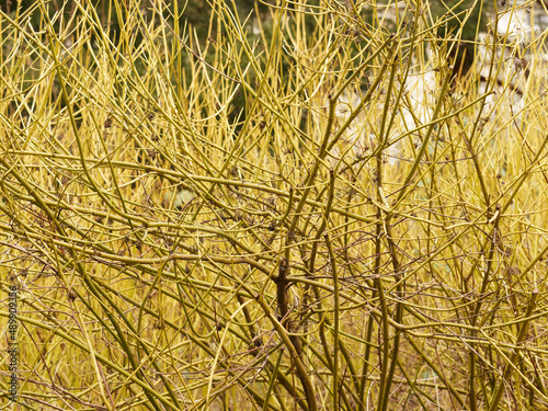 Cornus stolonifera Flaviramea | Cornouiller blanc à bois jaune ou cornouiller stolonifère buissonnant à bois décoratif sans feuillage en hiver photo