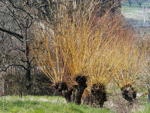 Cornus stolonifera ou cornus stolonifera flaviramea | Cornouiller blanc à bois jaune ou cornouiller stolonifère photo