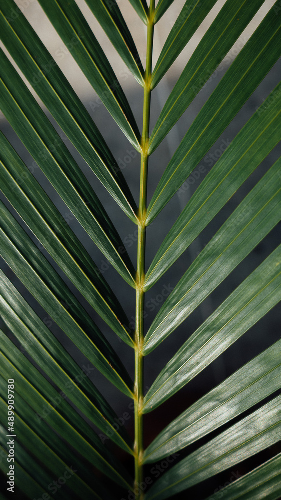 palm leaf background