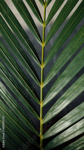 palm leaf background