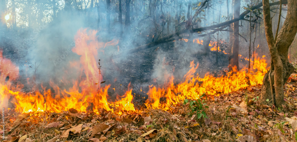Wildfire disaster in tropical forest caused by human Wildfire disaster in tropical forest caused by human