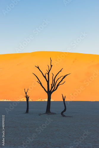 Dead trees in Deadvlei,Namib Desert at sunrise,Namibia,Southern Africa © ronnybas