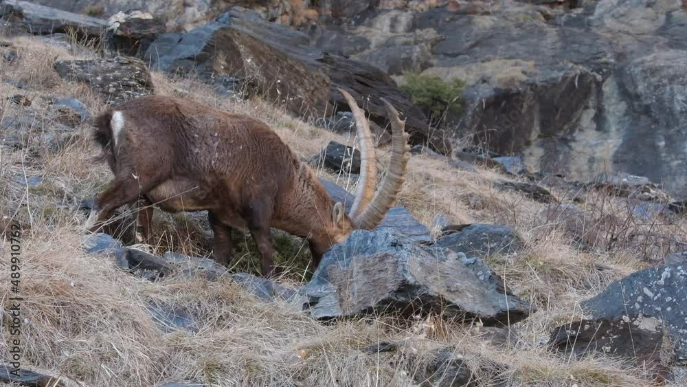 Alpine ibex male at grazing (Capra ibex) Alpine ibex male at grazing (Capra ibex)