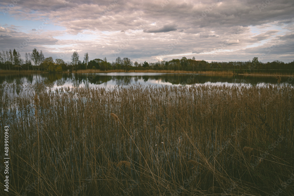 massive wall of river reeds on lake shore massive wall of river reeds on lake shore