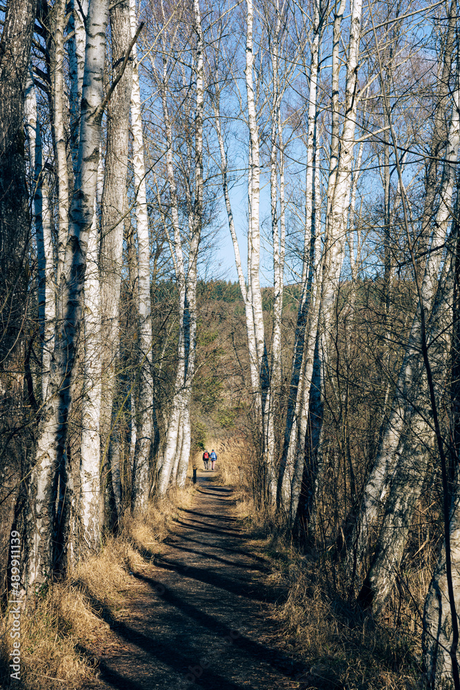 Fototapeta premium Birkenallee im Naturschutzgebiet Mindelsee
