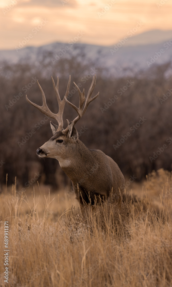 Fototapeta premium Mule Deer Buck During the Fall Rut in Colorado