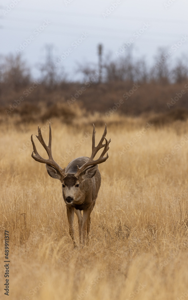 Mule Deer Buck During the Fall Rut in Colorado Mule Deer Buck During the Fall Rut in Colorado