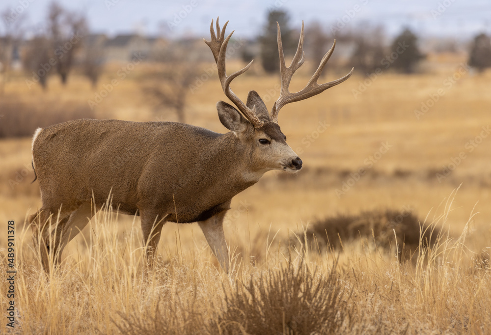 Mule Deer Buck During the Fall Rut in Colorado Mule Deer Buck During the Fall Rut in Colorado