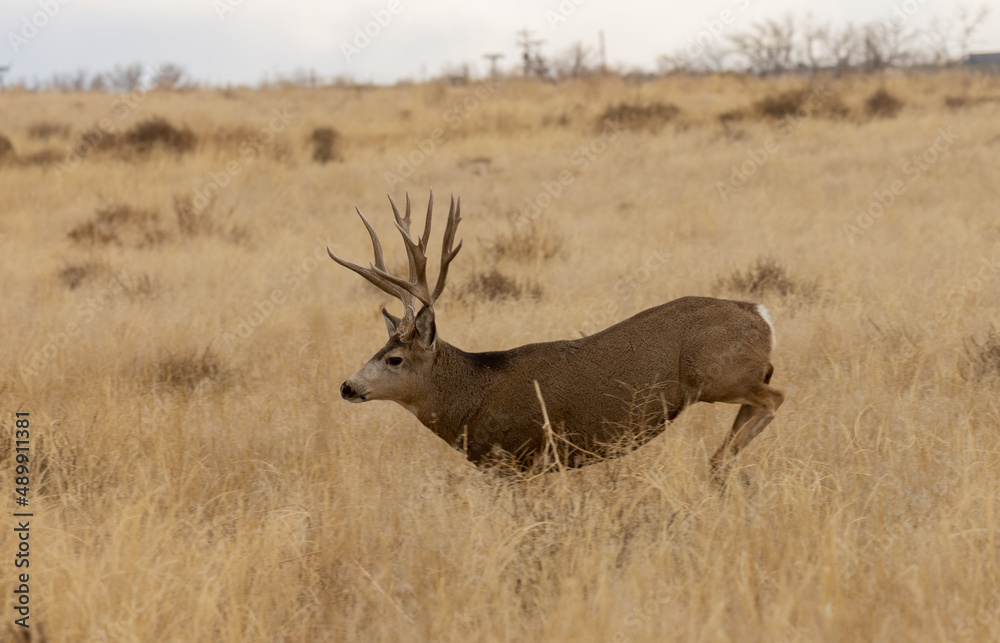 Fototapeta premium Mule Deer Buck During the Fall Rut in Colorado