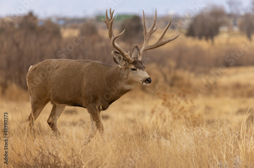 Mule Deer Buck During the Fall Rut in Colorado