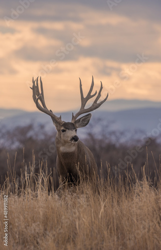 Mule Deer Buck During the Fall Rut in Colorado