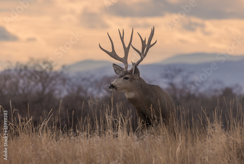 Mule Deer Buck During the Fall Rut in Colorado