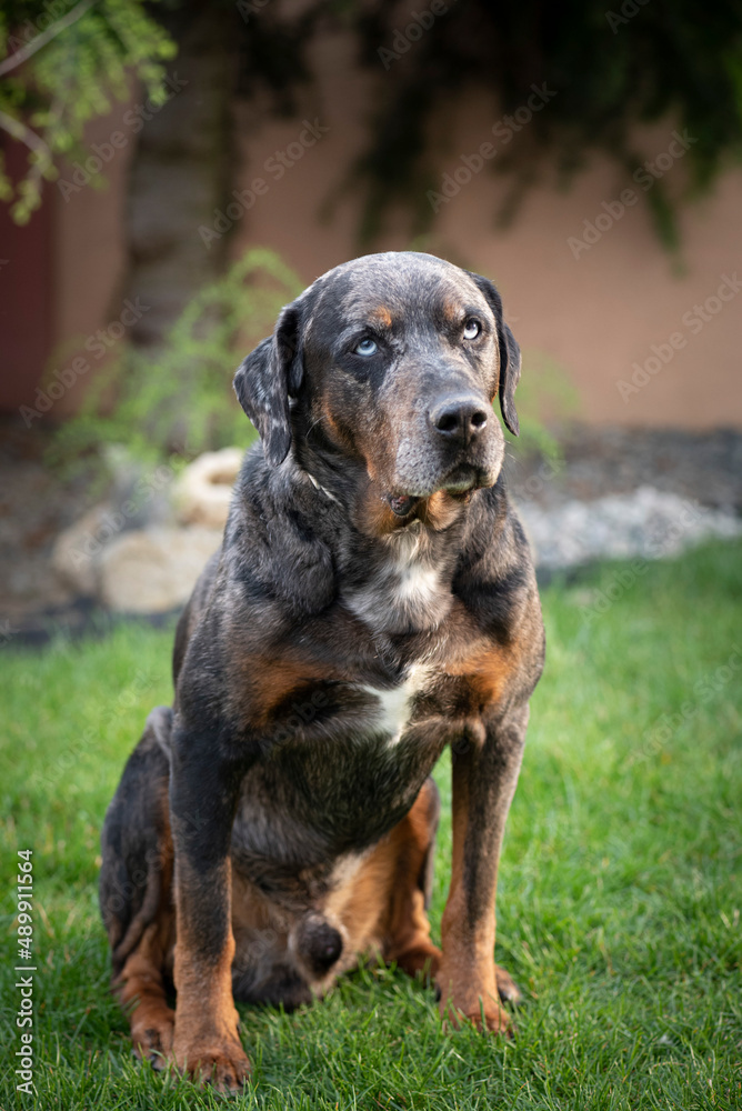 Portrait of the Louisian dog