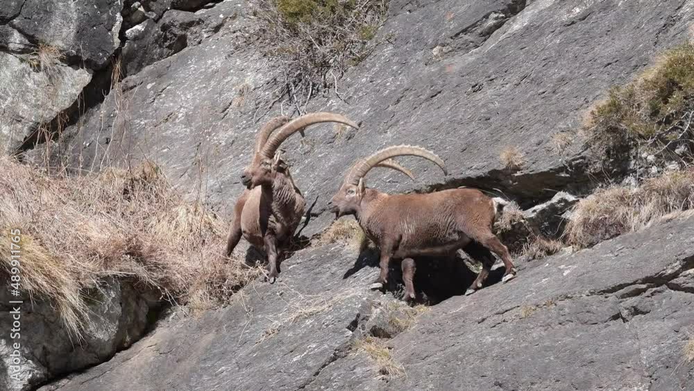 The challenge, Alpine ibexes in fight on extreme terrain (Capra ibex) The challenge, Alpine ibexes in fight on extreme terrain (Capra ibex)
