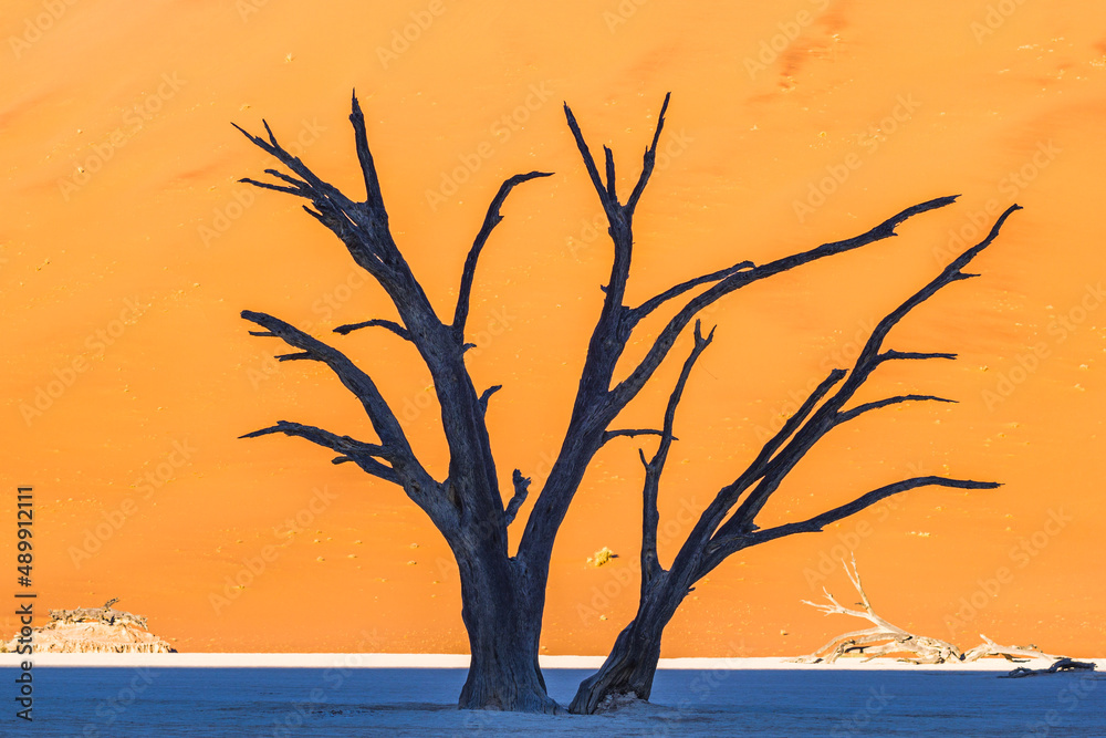 Dead trees in Deadvlei,Namib Desert at sunrise,Namibia,Southern Africa Dead trees in Deadvlei,Namib Desert at sunrise,Namibia,Southern Africa