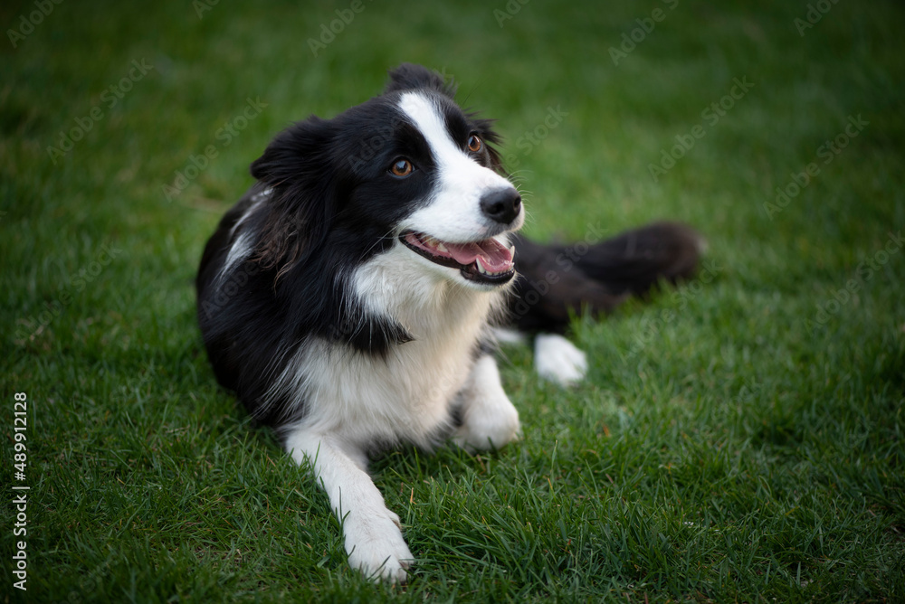 Border Collie on the grass