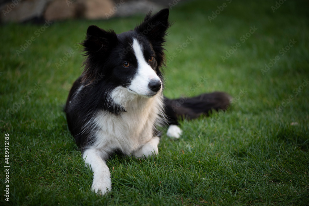 Border Collie