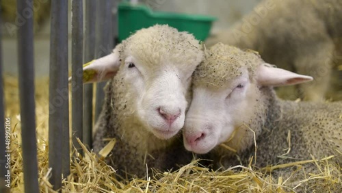 sheep in a enclosure at the agricultural show