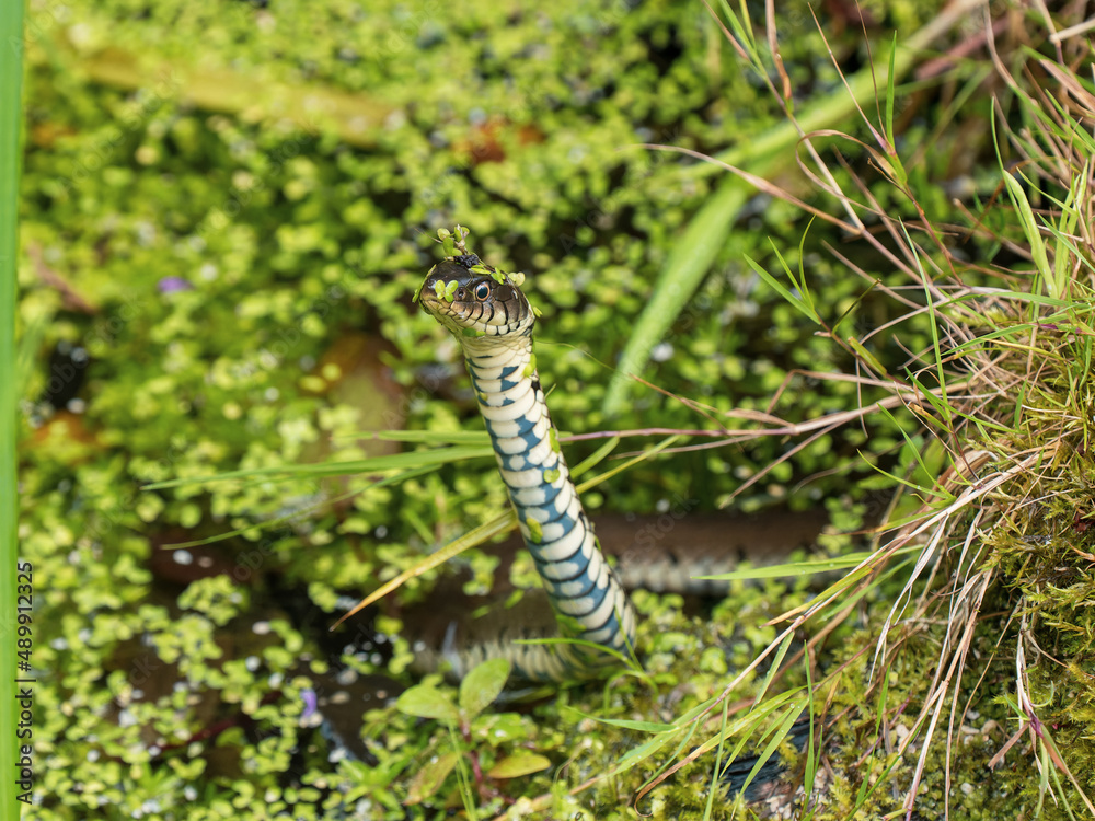 Grass Snake in a Pond