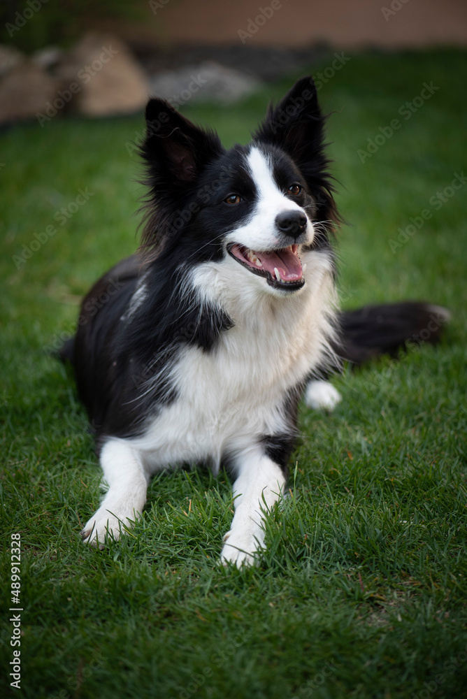 Portrait of the Border Collie - black and white