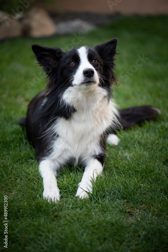 Border Collie