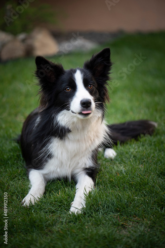 Beautiful black and white Border Collie