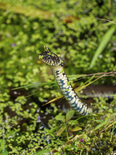 Grass Snake in a Pond © Stephan Morris 
