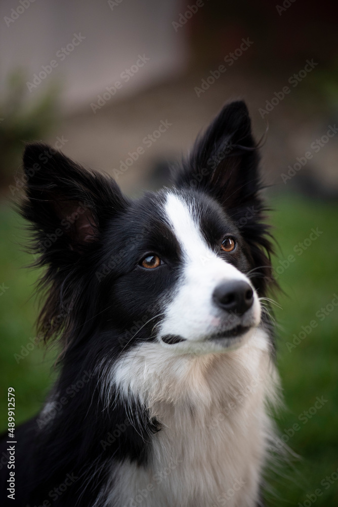 Face of the Border Collie