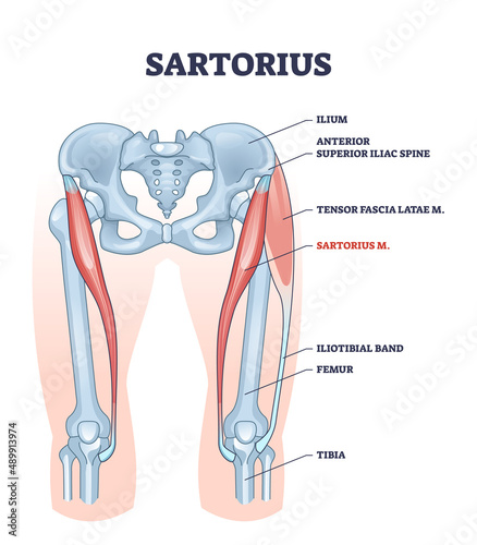 Sartorius muscle description with medical bones structure outline diagram. Labeled educational and anatomical scheme with skeletal physiology and muscular location in human leg vector illustration. photo