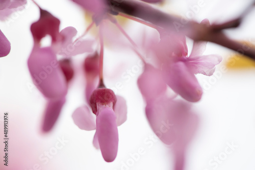 Beautiful flowers of Vistera - art with no focus photo