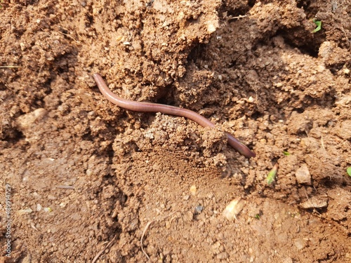 Earthworm on the soil. A earthworm is a terrestrial invertebrate that belongs to the phylum Annelida. They are found all over the world. Earthworms are commonly found in soil and water. 