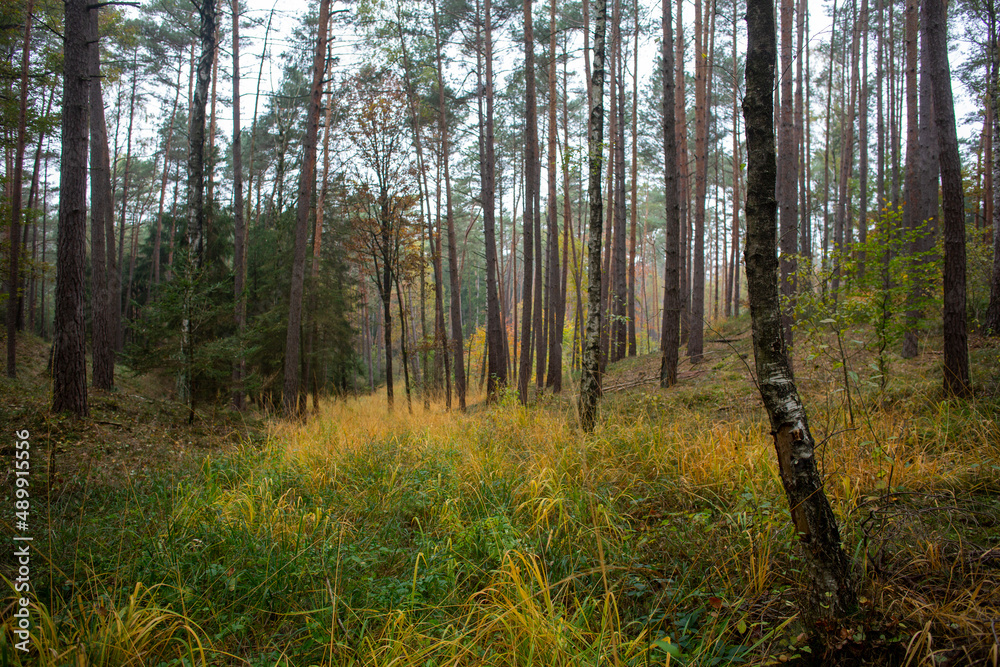 Fototapeta premium A clearing in woods in Bavaria, Germany on an Autumn day.