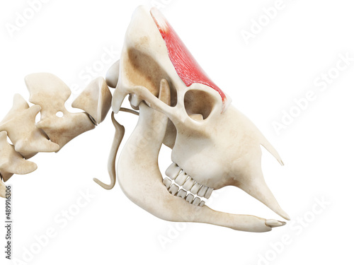 3d rendered anatomy illustration of the cows muscles - the frontalis