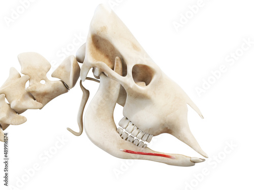 3d rendered anatomy illustration of the cows muscles - the inferioris labii quadratus depressor