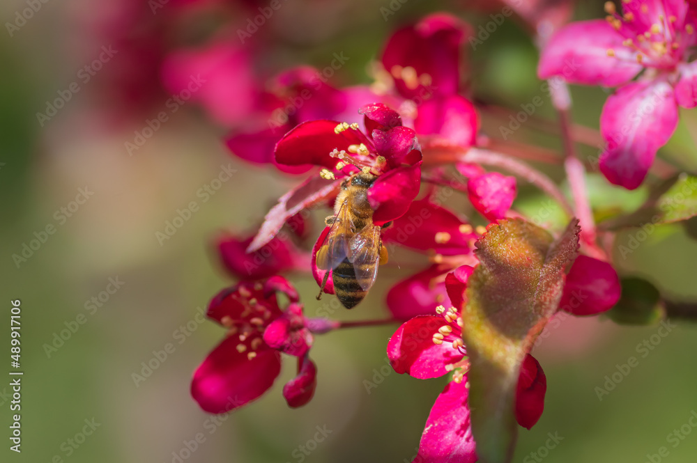 Closeup of bee collecting honey from pink cherry tree flower Closeup of bee collecting honey from pink cherry tree flower