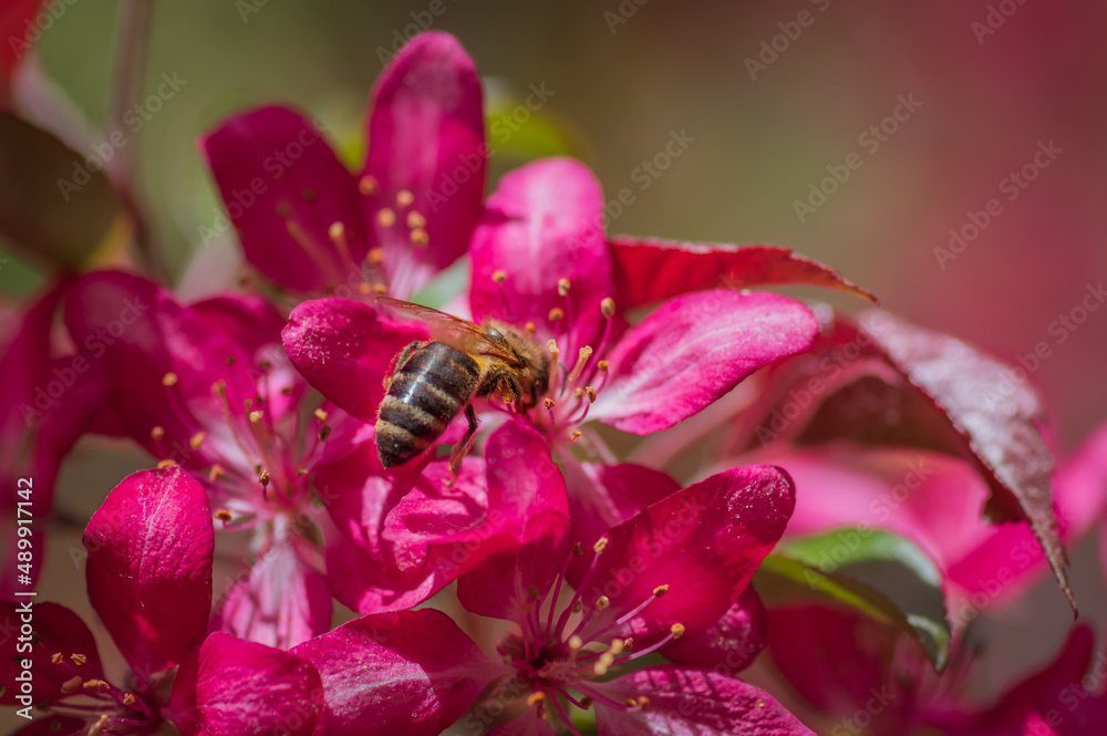 Closeup of bee collecting honey from pink cherry tree flower Closeup of bee collecting honey from pink cherry tree flower