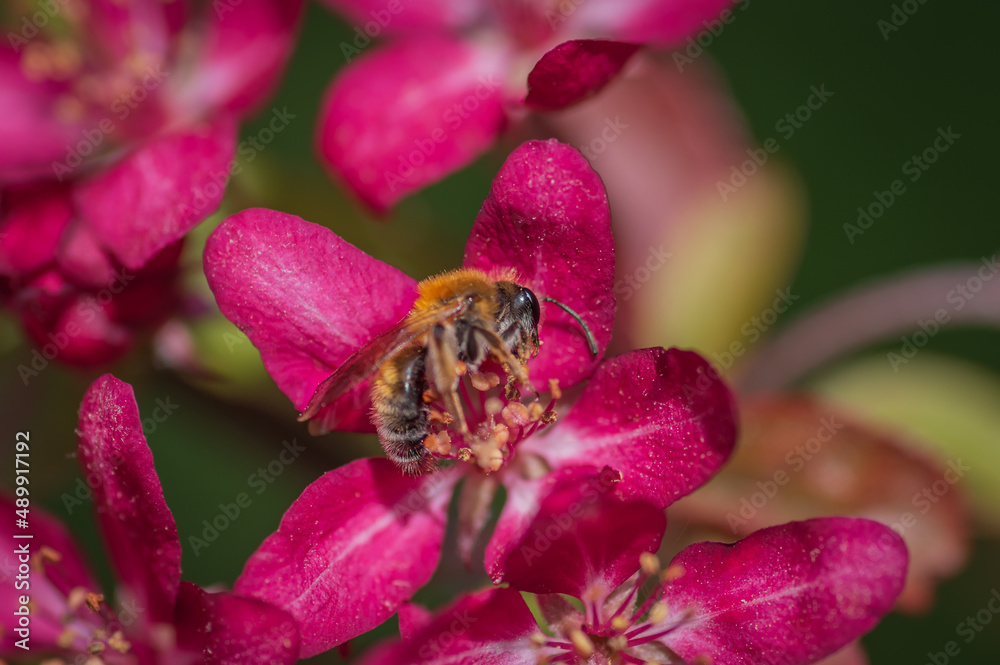 Closeup of bee collecting honey from pink cherry tree flower Closeup of bee collecting honey from pink cherry tree flower