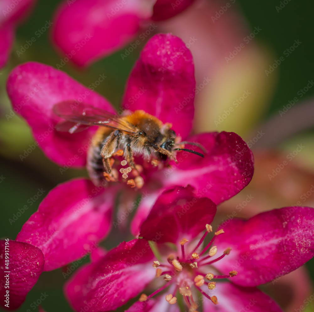 Closeup of bee collecting honey from pink cherry tree flower Closeup of bee collecting honey from pink cherry tree flower