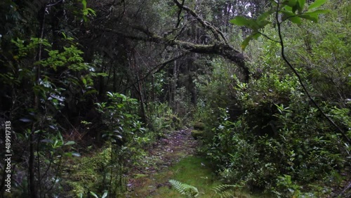 rain forest of chiloe photo