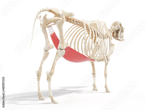 3d rendered anatomy illustration of the cows muscles - the rectus abdominis photo