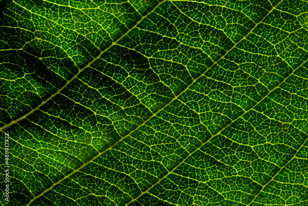 Macro shot of a Green Leaf Patterned texture showing the veins of a leaf with light from the back to enhance the patterns and the beauty in nature Macro shot of a Green Leaf Patterned texture showing the veins of a leaf with light from the back to enhance the patterns and the beauty in nature
