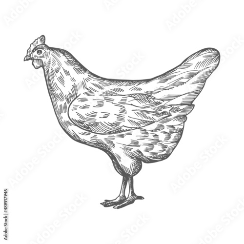 Vector chicken sketch