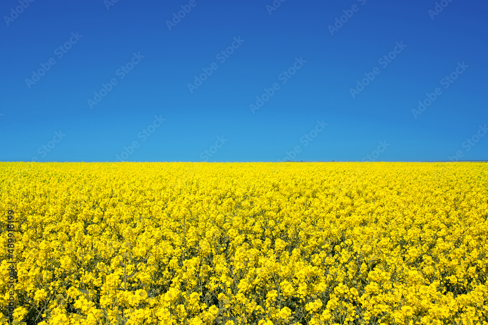 Field of colza rapeseed yellow flowers and blue sky, Ukrainian flag colors, Ukraine agriculture illustration - obrazy, fototapety, plakaty 