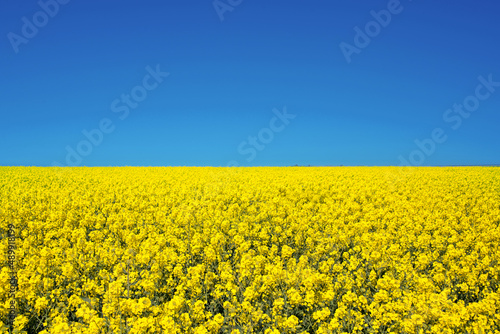 Fototapete Field of colza rapeseed yellow flowers and blue sky, Ukrainian flag colors, Ukra