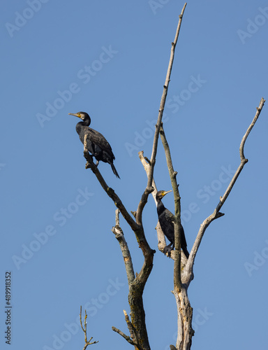 Pair of Great Cormorants (Phalacrocorax carbo) Perched in a Dead Tree with clear Blue Sky Background and Good Copy Space.